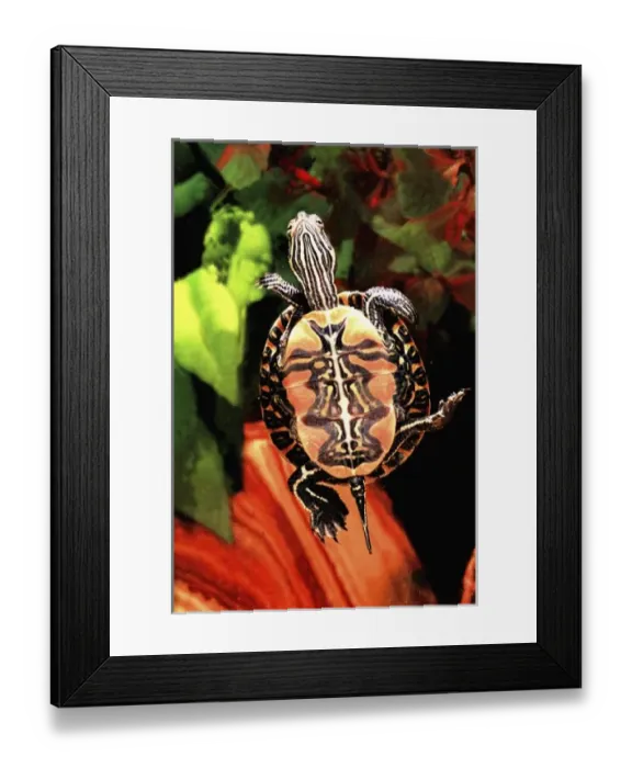 Framed Print : Red Belly Turtle, Chrysemys rubiventris, Native to Southern US Framed Print : Red Belly Turtle, Chrysemys rubiventris, Native to Southern US