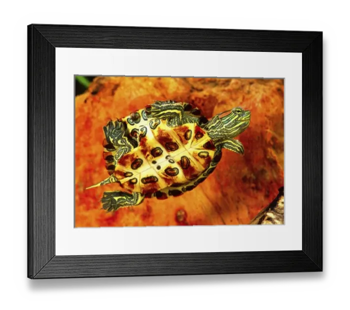 Framed Print : Red Ear Slider Hatchling, Chrysemys scripta, Native to Eastern & Southern US Framed Print : Red Ear Slider Hatchling, Chrysemys scripta, Native to Eastern & Southern US