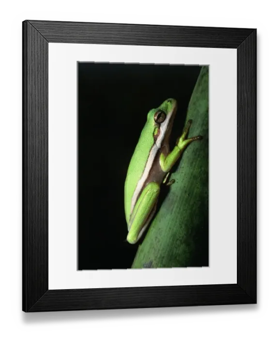 Framed Print : Nature, Fauna Framed Print : Nature, Fauna