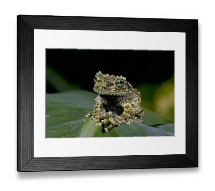 Framed Print : Mossy Treefrog, Theloderma corticale, Native to Vietnam