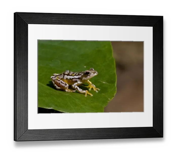 Framed Print : Nature, Fauna Framed Print : Nature, Fauna