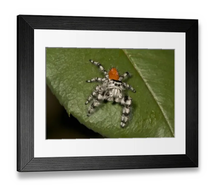 Framed Print : Nature, Fauna Framed Print : Nature, Fauna