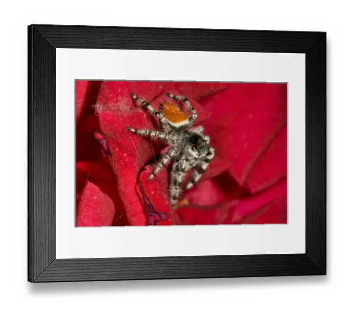 Framed Print : Jumping Spider, Metaphidippus sp. Southern California Framed Print : Jumping Spider, Metaphidippus sp. Southern California