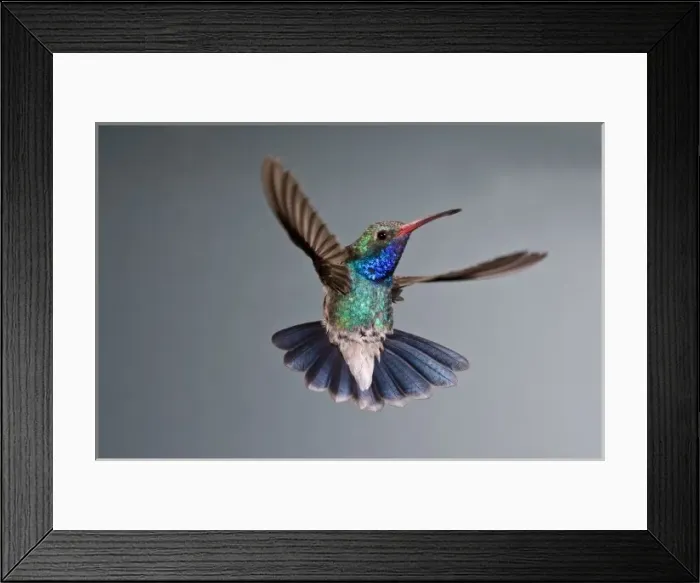 Framed Print : Male Broad Bill Hummingbird, Cyanthus latirostris, Southern Arizona