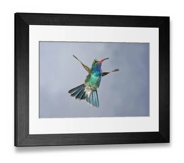 Framed Print : Male Broad Bill Hummingbird, Cyanthus latirostris, Southern Arizona Framed Print : Male Broad Bill Hummingbird, Cyanthus latirostris, Southern Arizona