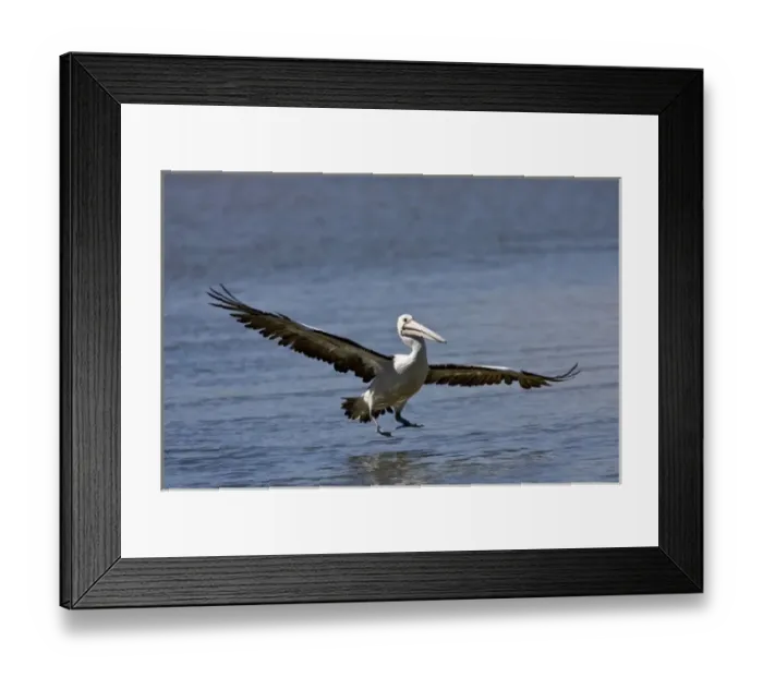 Framed Print : Australian Pelican, Pelecanus conspicillatus, Eastern Coastal Australia Framed Print : Australian Pelican, Pelecanus conspicillatus, Eastern Coastal Australia