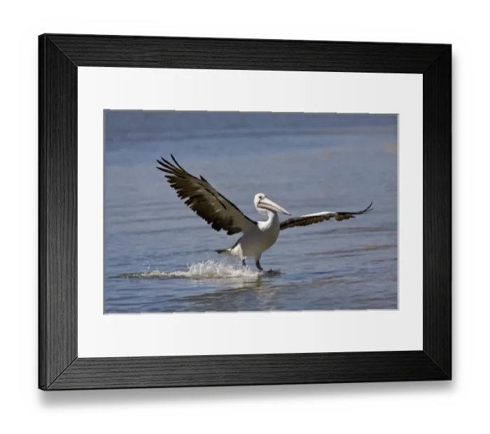 Framed Print : Australian Pelican, Pelecanus conspicillatus, Eastern Coastal Australia