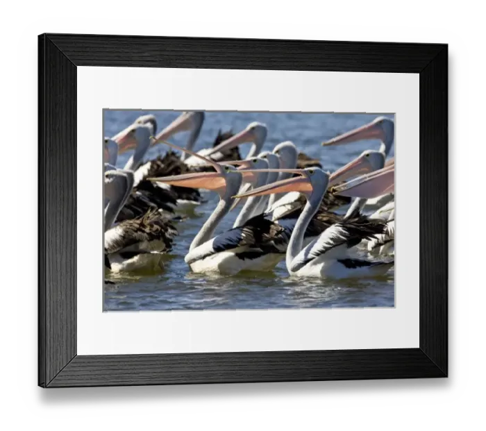 Framed Print : Australian Pelican, Pelecanus conspicillatus, Eastern Coastal Australia