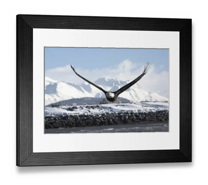 Framed Print : Bald Eagle in Flight, Haliaeetus leucocephalus, Homer, Alaska Framed Print : Bald Eagle in Flight, Haliaeetus leucocephalus, Homer, Alaska