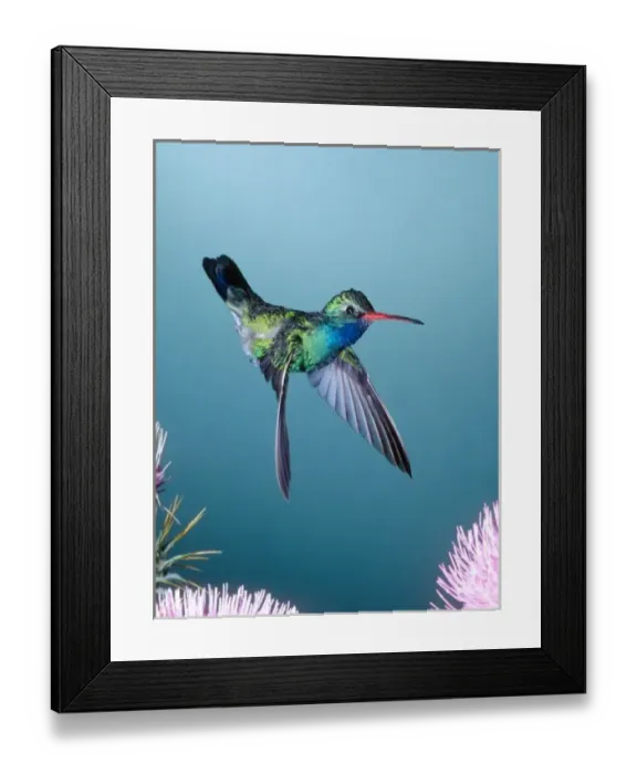 Framed Print : Male Broadbill Hummingbird, Cynanthus latirostris, South Eastern Arizona Framed Print : Male Broadbill Hummingbird, Cynanthus latirostris, South Eastern Arizona