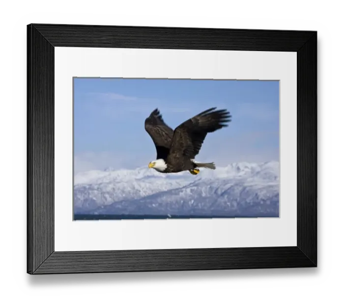 Framed Print : Bald Eagle in Flight, Haliaeetus leucocephalus, Homer, Alaska Framed Print : Bald Eagle in Flight, Haliaeetus leucocephalus, Homer, Alaska