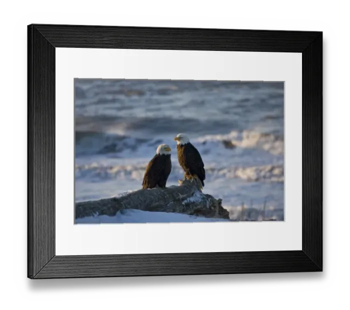 Framed Print : Bald Eagle, Haliaeetus leucocephalus, Homer, Alaska Framed Print : Bald Eagle, Haliaeetus leucocephalus, Homer, Alaska