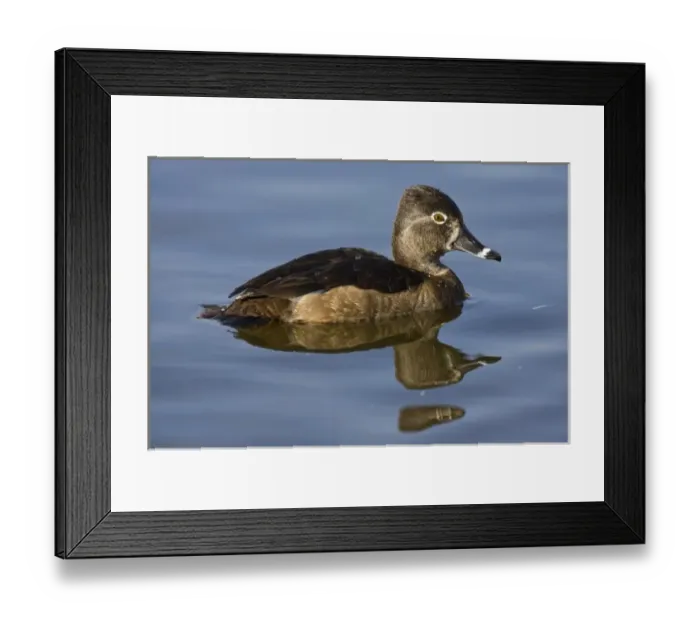 Framed Print : Ring-necked Duck, Aythya collaris, Santee Lakes, Southern California Framed Print : Ring-necked Duck, Aythya collaris, Santee Lakes, Southern California