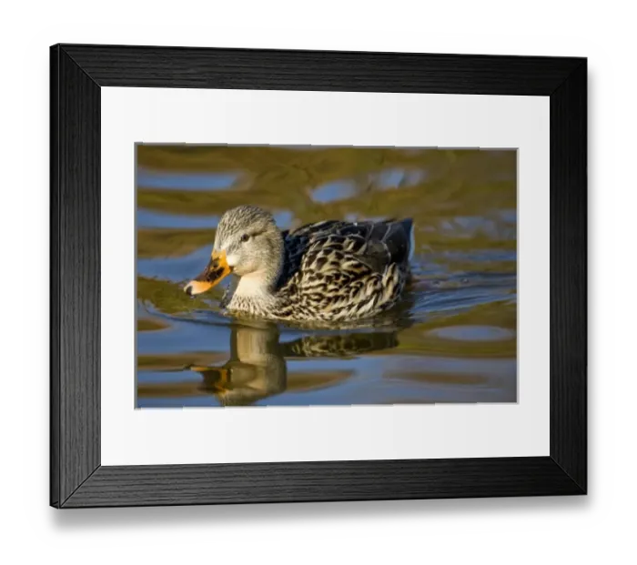 Framed Print : Mallard Duck, Anas platyrhynchos, Santee Lakes, Southern California Framed Print : Mallard Duck, Anas platyrhynchos, Santee Lakes, Southern California