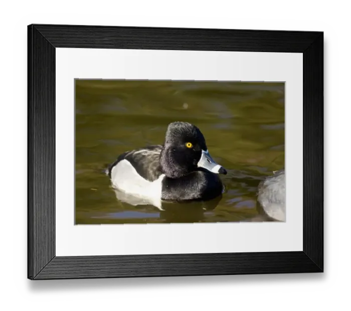 Framed Print : Ring-necked Duck