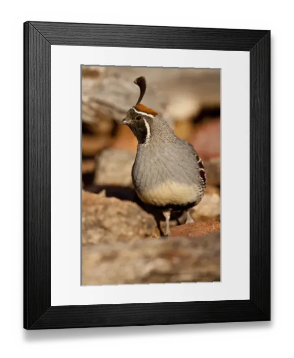 Framed Print : Nature, Fauna Framed Print : Nature, Fauna