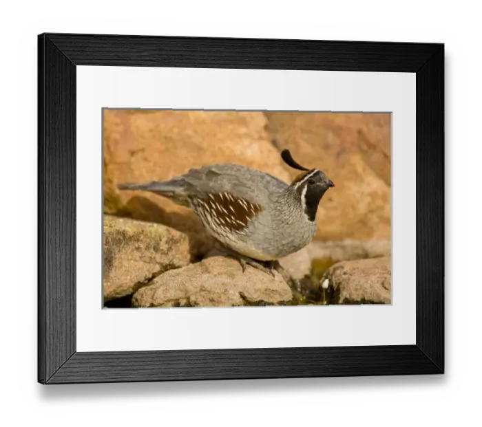 Framed Print : Nature, Fauna Framed Print : Nature, Fauna