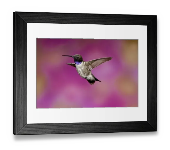 Framed Print : Black-chinned Hummingbird, Archilochus alexandri, Southern Arizona