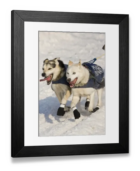 Framed Print : Nature, Fauna Framed Print : Nature, Fauna