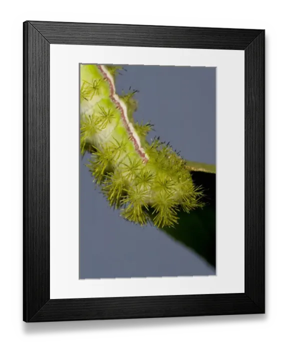 Framed Print : IO Moth Caterpillar, Automeris io, Native to Eastern US Framed Print : IO Moth Caterpillar, Automeris io, Native to Eastern US