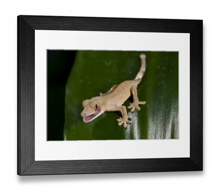 Framed Print : Nature, Fauna Framed Print : Nature, Fauna