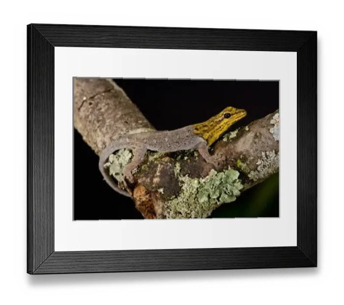 Framed Print : Nature, Fauna Framed Print : Nature, Fauna