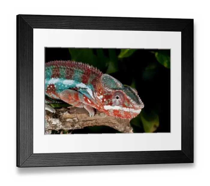 Framed Print : Rainbow Panther Chameleon, Fucifer pardalis, Native to Madagascar