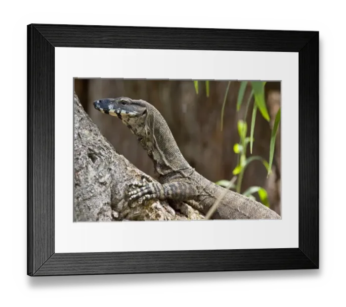 Framed Print : Nature, Fauna Framed Print : Nature, Fauna