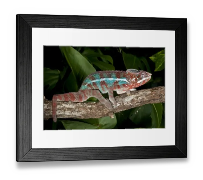 Framed Print : Rainbow Panther Chameleon, Fucifer pardalis, Native to Madagascar Framed Print : Rainbow Panther Chameleon, Fucifer pardalis, Native to Madagascar