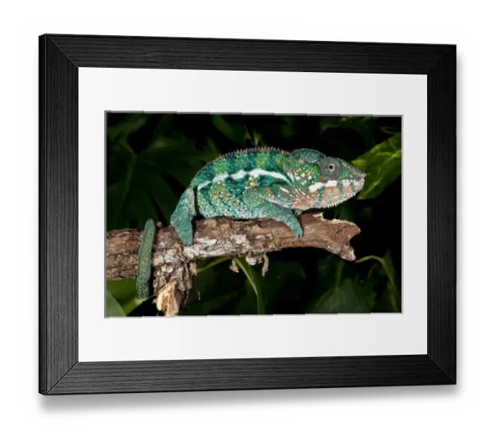 Framed Print : Nature, Fauna