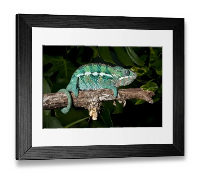 Framed Print : Rainbow Panther Chameleon, Fucifer pardalis, Native to Madagascar Framed Print : Rainbow Panther Chameleon, Fucifer pardalis, Native to Madagascar