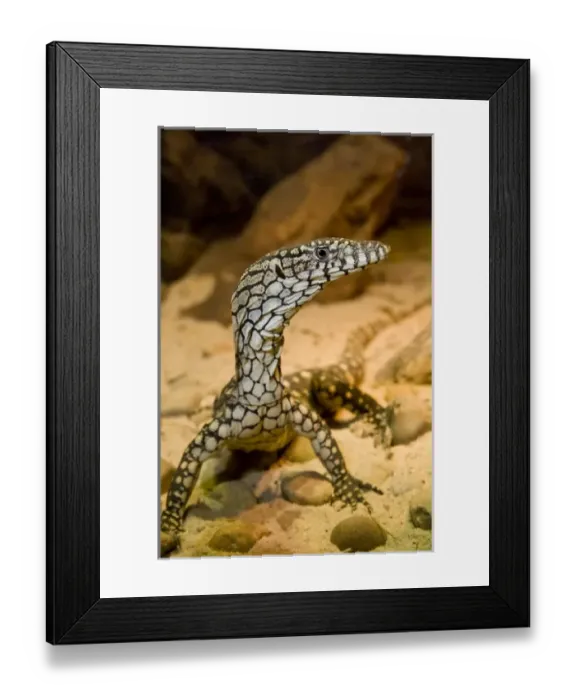 Framed Print : Nature, Fauna