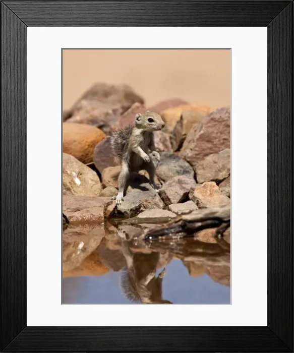 Framed Print : Harriss Antelope Squirrel, Ammospermophilus harrisii, SE Arizona Framed Print : Harriss Antelope Squirrel, Ammospermophilus harrisii, SE Arizona