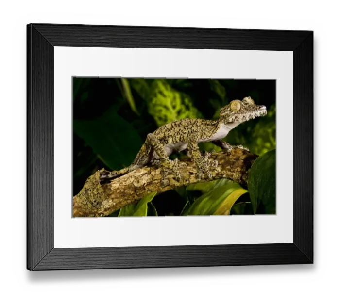 Framed Print : Nature, Fauna Framed Print : Nature, Fauna