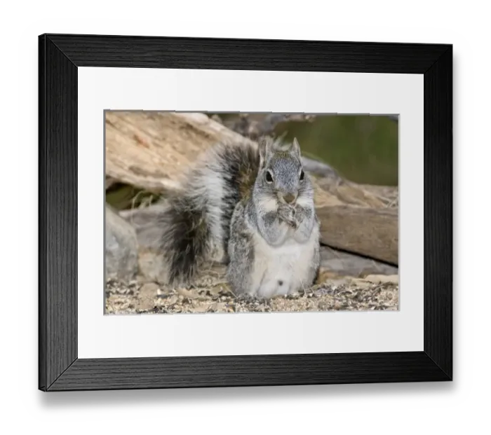 Framed Print : Nature, Fauna