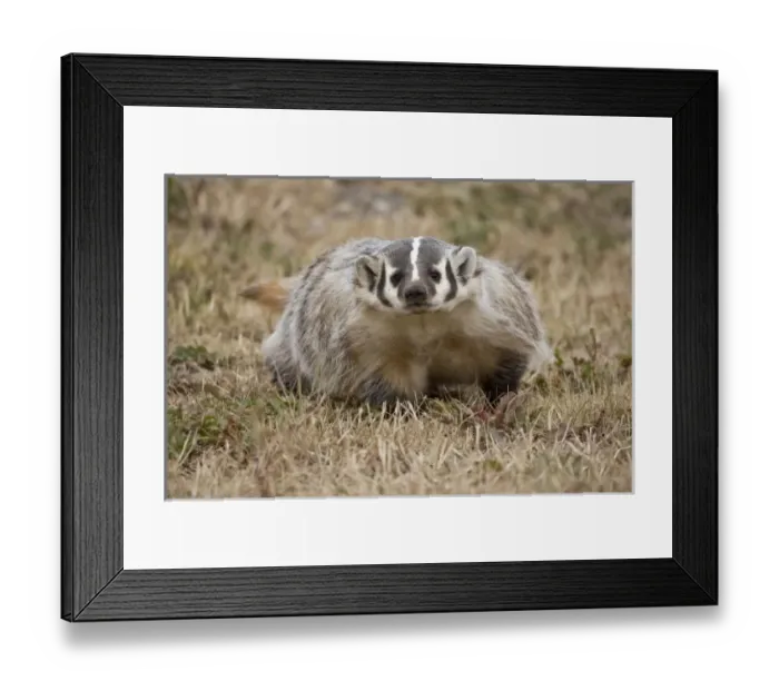 Framed Print : Nature, Fauna Framed Print : Nature, Fauna