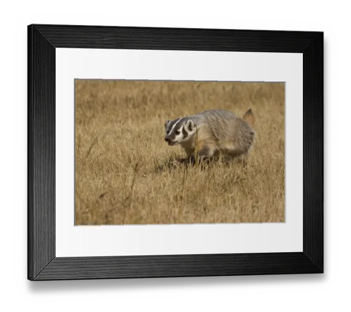 Framed Print : Nature, Fauna