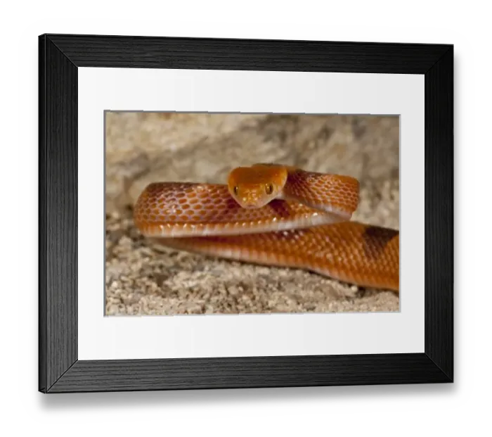 Framed Print : African Cat Eye Snake, Telescopus semiannulata, Native to Southern Africa Framed Print : African Cat Eye Snake, Telescopus semiannulata, Native to Southern Africa