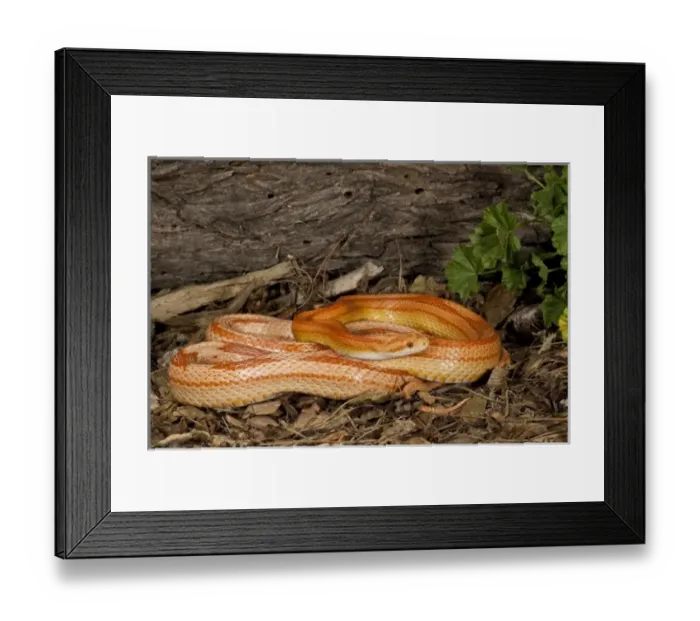 Framed Print : Striped Albino Corn Snake, Elaphe guttata, Native to Eastern US Framed Print : Striped Albino Corn Snake, Elaphe guttata, Native to Eastern US