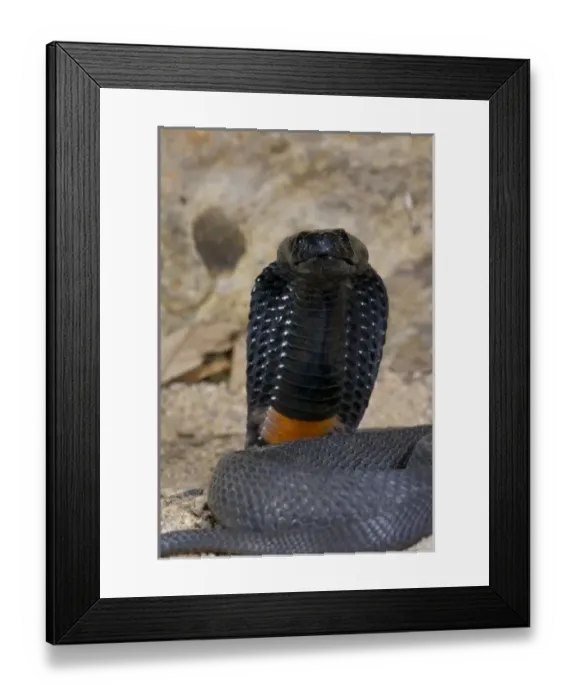 Framed Print : Nature, Fauna Framed Print : Nature, Fauna