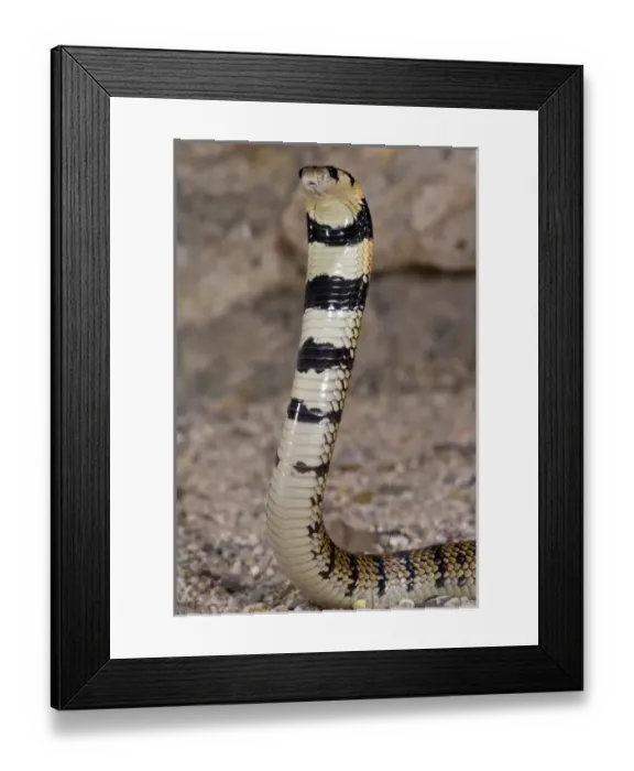 Framed Print : Nature, Fauna Framed Print : Nature, Fauna