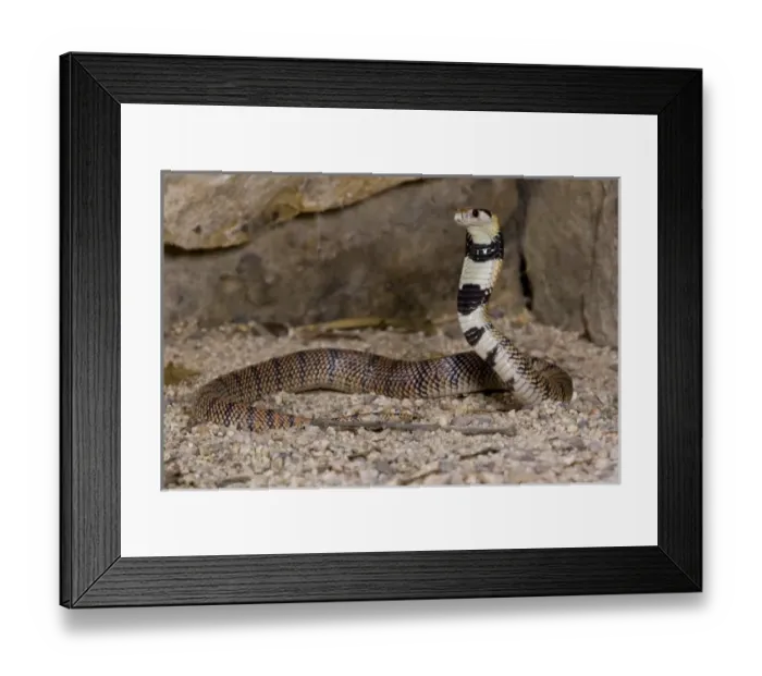 Framed Print : Cape Coral Snake, Aspidelaps lubricus, Native to South Africa Framed Print : Cape Coral Snake, Aspidelaps lubricus, Native to South Africa