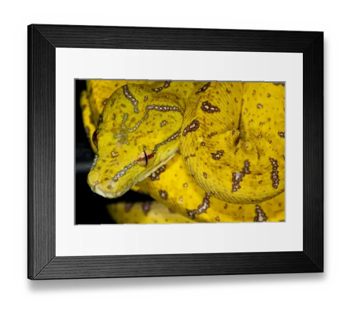 Framed Print : Nature, Fauna Framed Print : Nature, Fauna