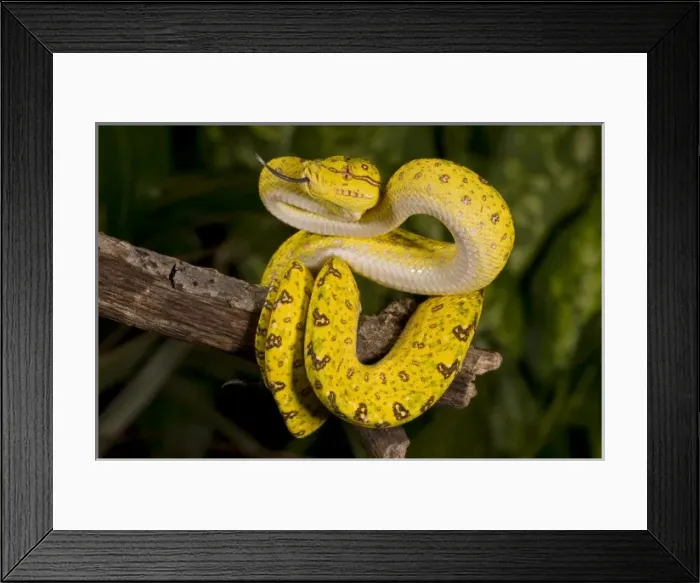 Framed Print : Nature, Fauna Framed Print : Nature, Fauna