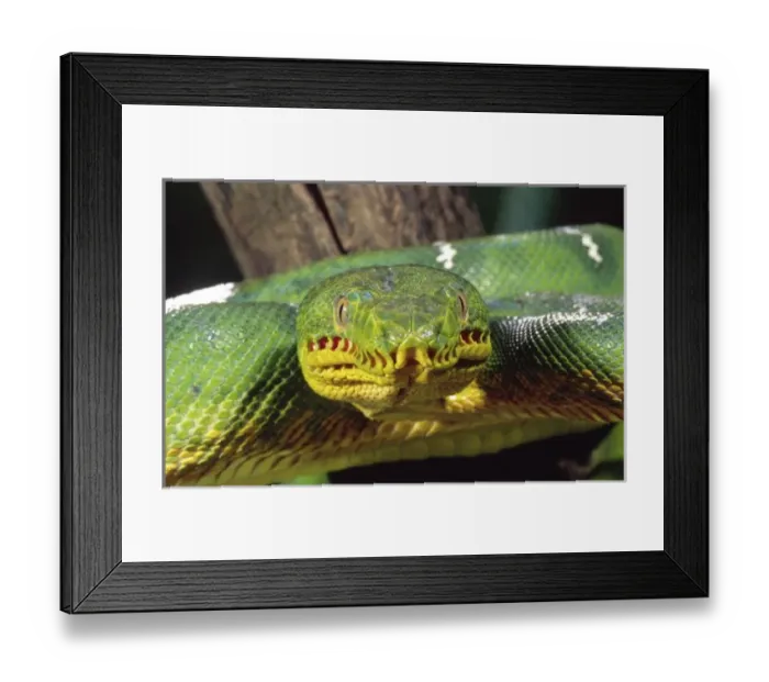 Framed Print : Nature, Fauna Framed Print : Nature, Fauna