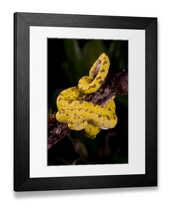 Framed Print : Nature, Fauna Framed Print : Nature, Fauna