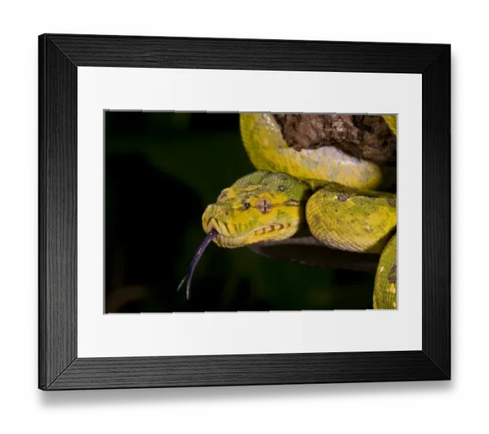 Framed Print : Nature, Fauna Framed Print : Nature, Fauna