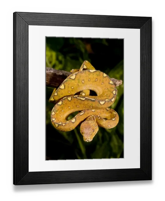 Framed Print : Nature, Fauna Framed Print : Nature, Fauna
