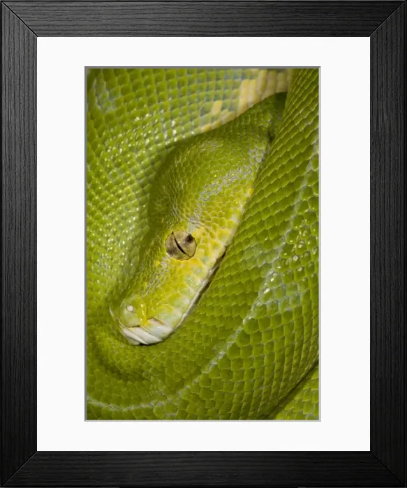 Framed Print : Nature, Fauna Framed Print : Nature, Fauna
