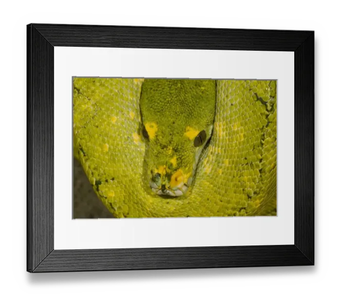 Framed Print : Nature, Fauna